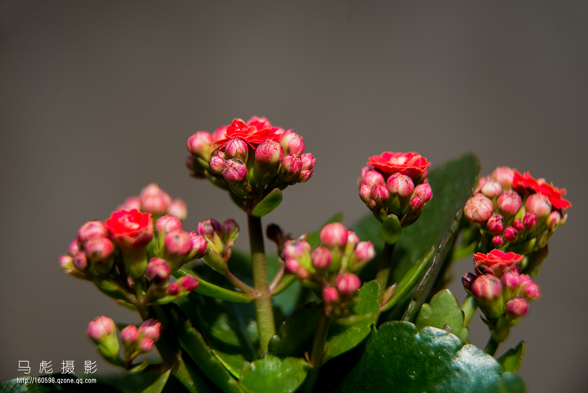 0DSC_6339a.jpg