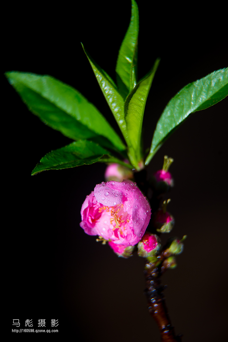 0DSC_6737.jpg