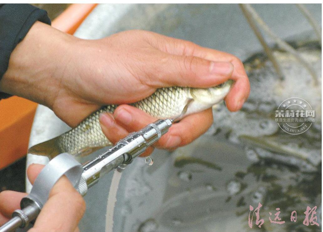 防病草鱼