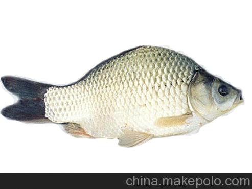 湘云鲫.jpg