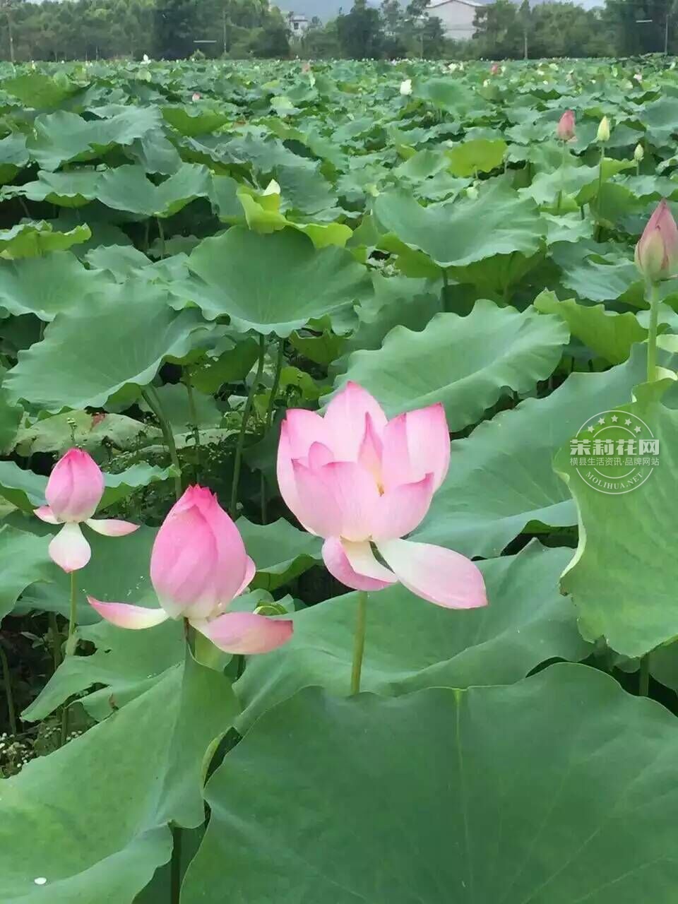 QQ图片20160706150301.jpg