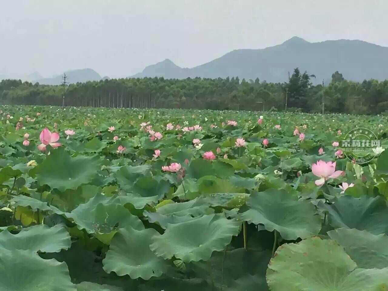 QQ图片20160706150305.jpg