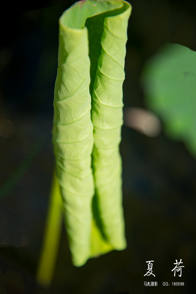 0-DSC_9771.jpg