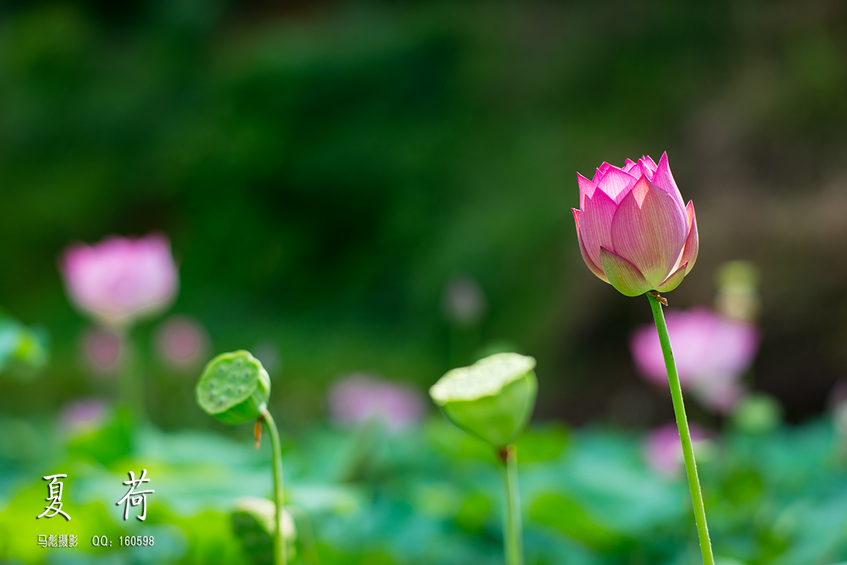 0-DSC_9949.jpg