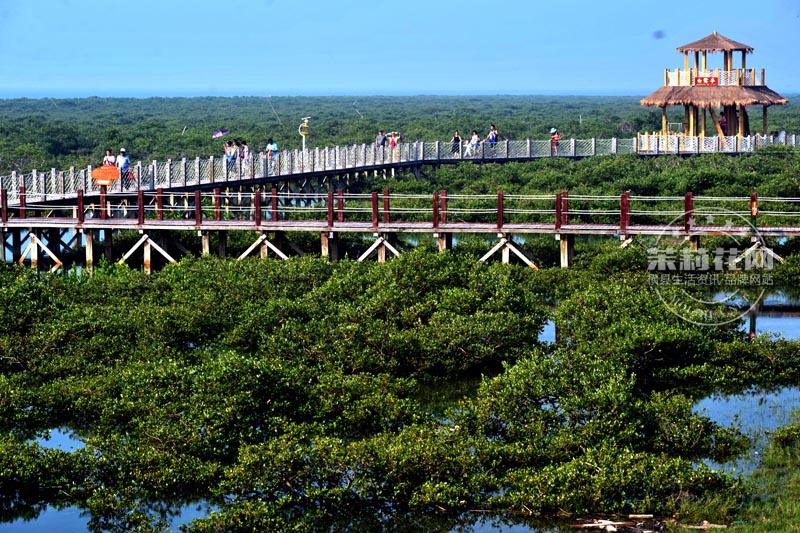 北海红树林2.jpg
