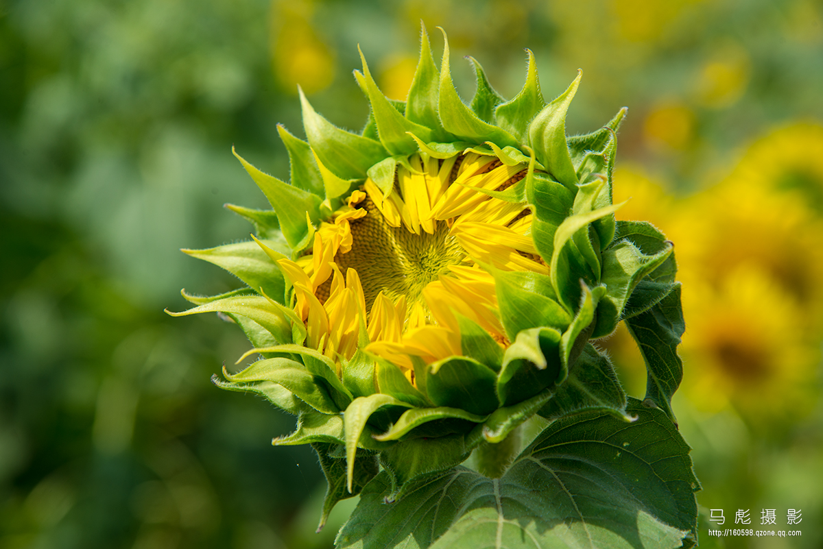 0DSC_6717.jpg
