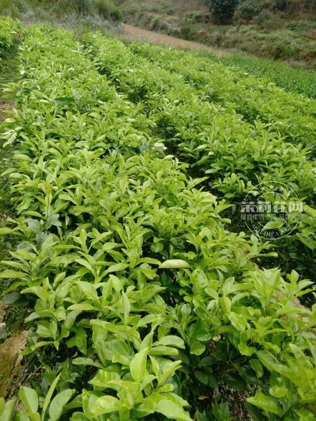 三红蜜柚.jpg