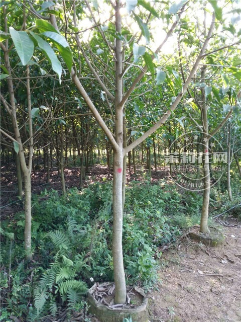 树种