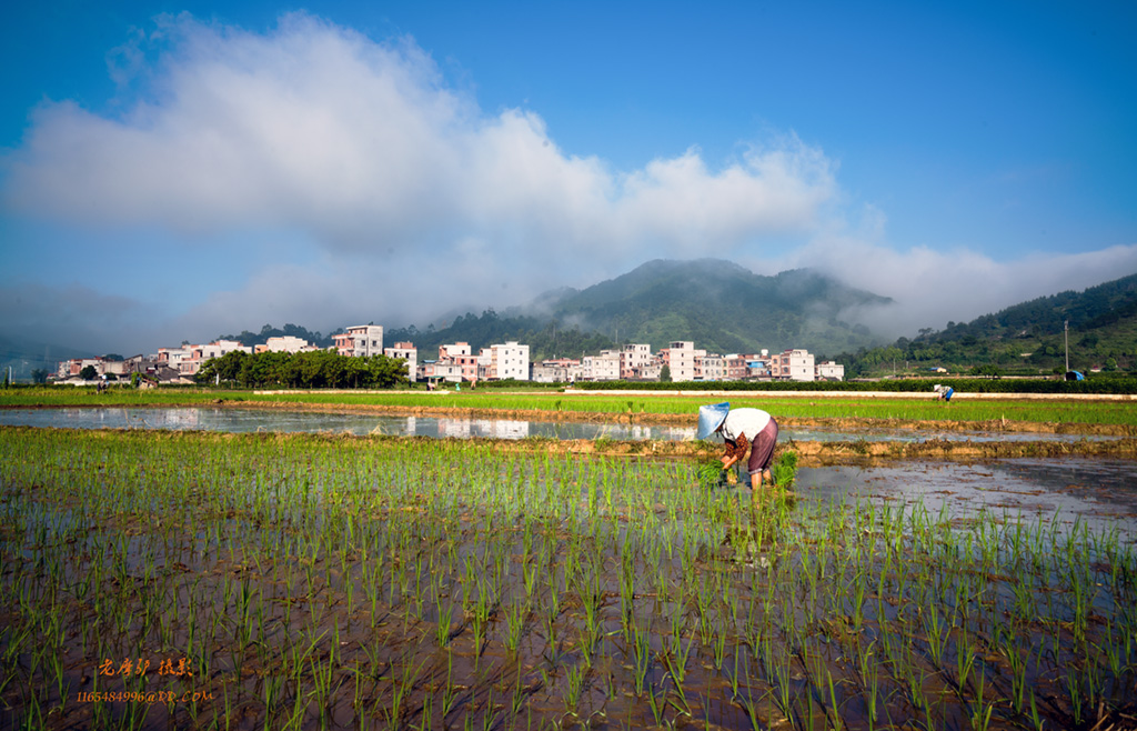 醉美香水村DSC02381.jpg