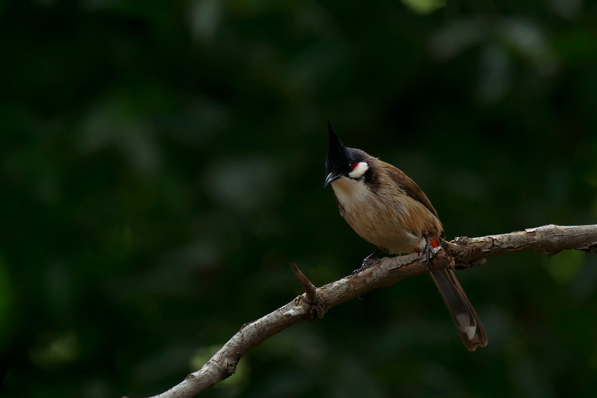 DSC01757.jpg