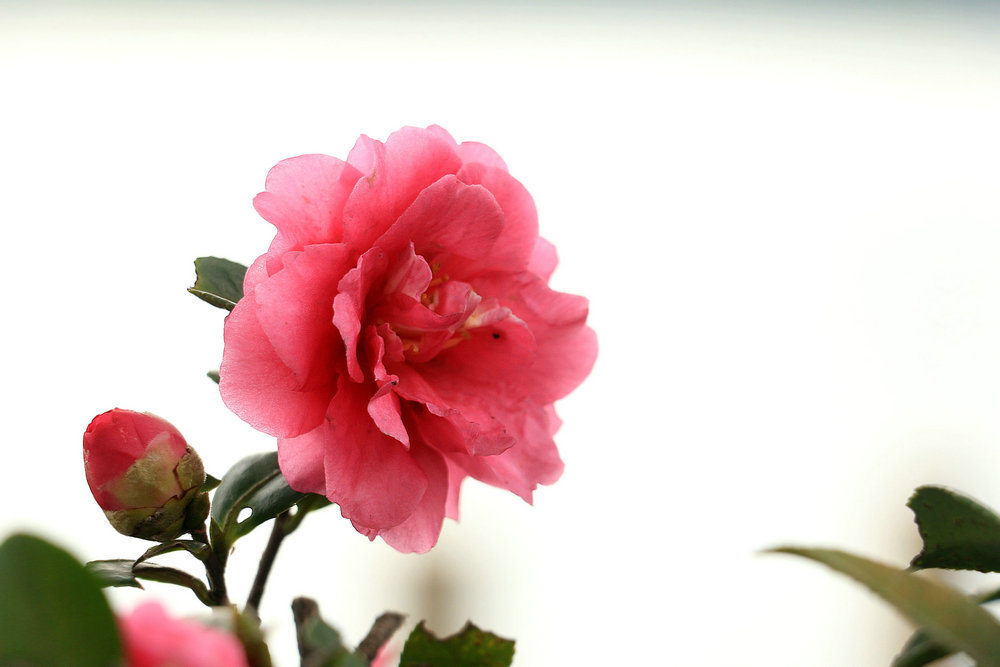 IMG_7829_副本.JPG