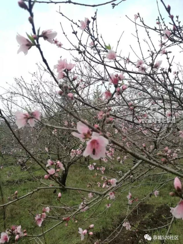 微信截图_20170307145554.png