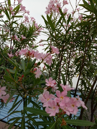 IMG20170520093507.jpg