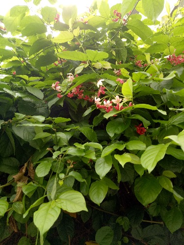 IMG20170514103010.jpg