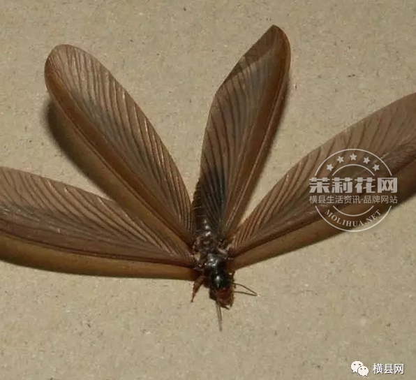 微信截图_20170615090634.png