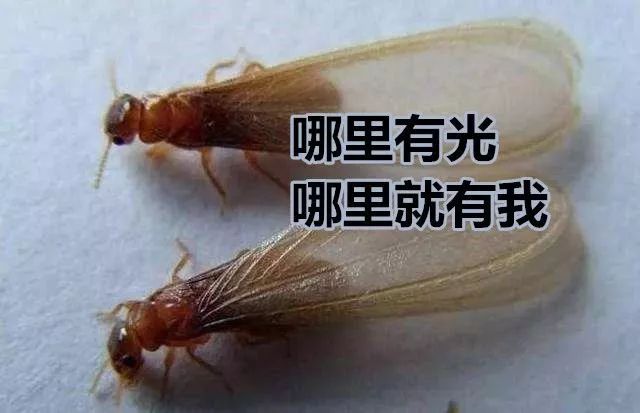 085637jtqnnolntnztjq3n.jpg
