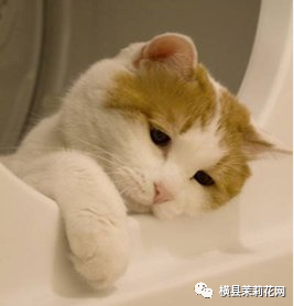 113723ivlhi44ach80hk4k.jpg