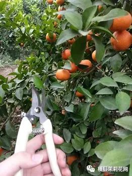 114939gpjl5rf6ajafu4p6.jpg
