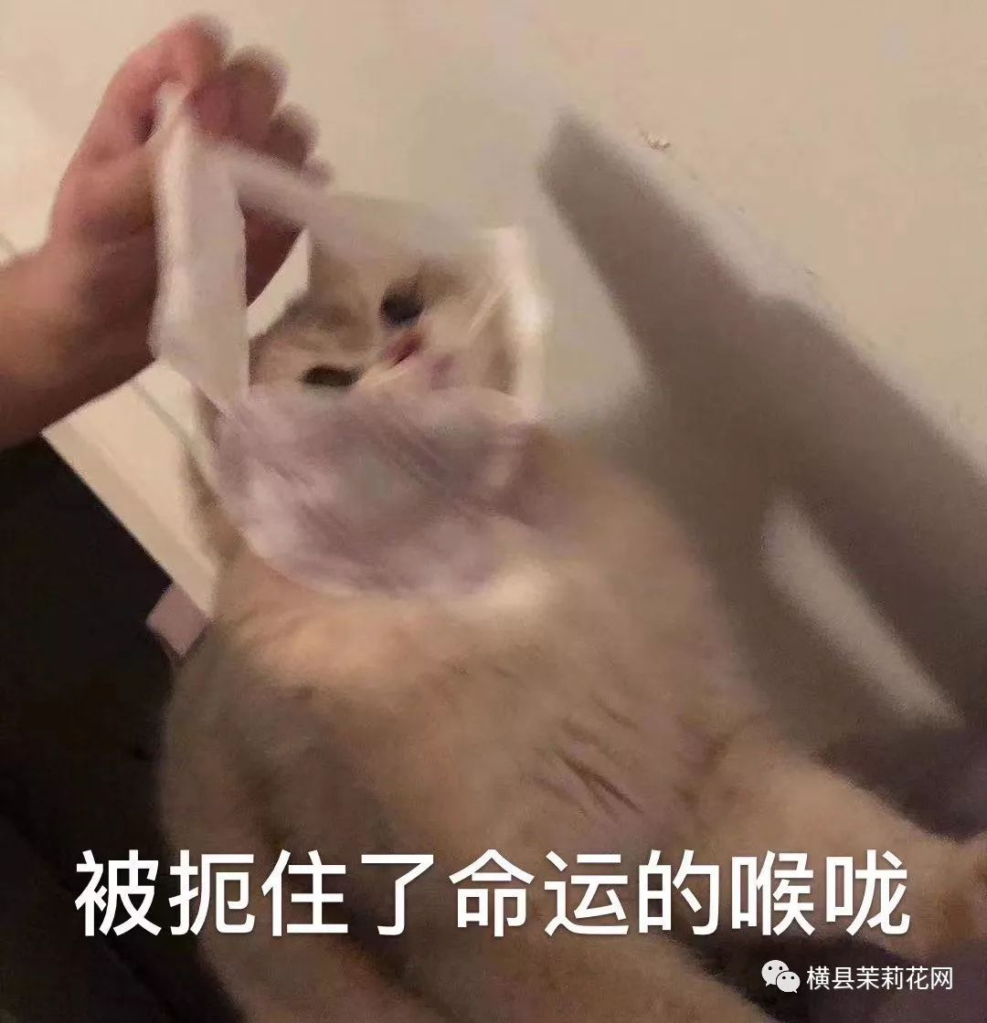 110342ovzvww8bipvvv1zo.jpg