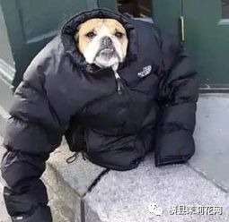 110342zmognfeg1xszljn5.jpg