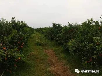 085139bzzu1t42n4shbhi2.jpg