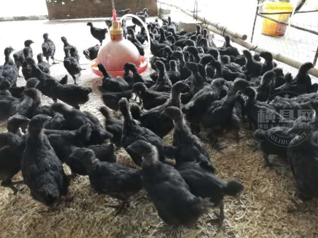wechat_upload15853158155e7dffe707fdf