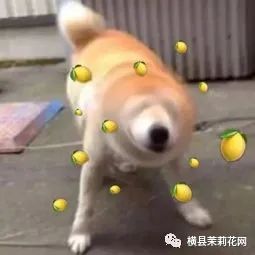 084639rvojvgstqj7viqxj.jpg
