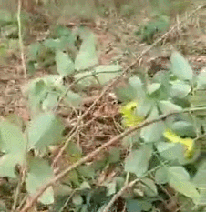 青蛇.gif