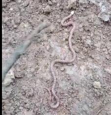 中华珊瑚蛇.gif