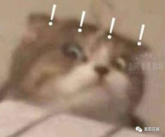 184138xhoodot7g5itiyty.png