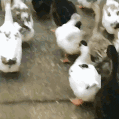 090926csek4sei141kdp4e.gif