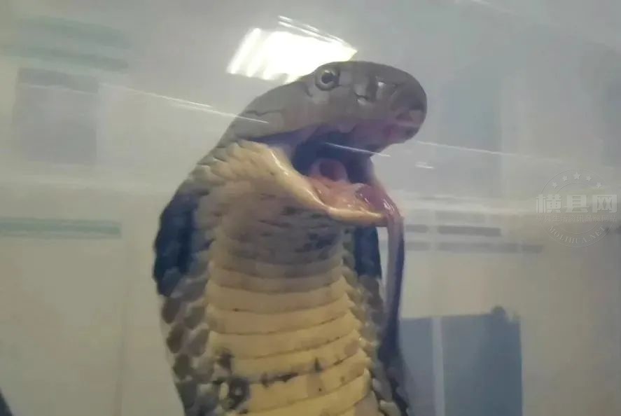 眼镜蛇2.jpg