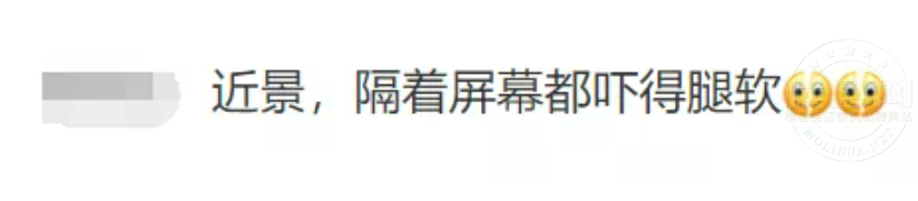 评论1蛇.png