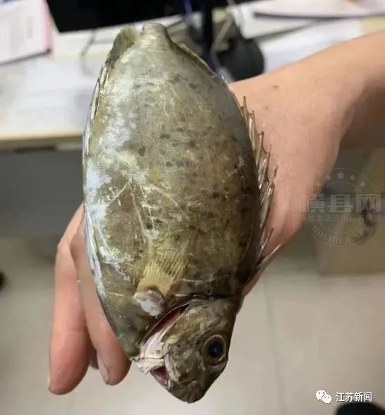 鱼刺手1.jpg
