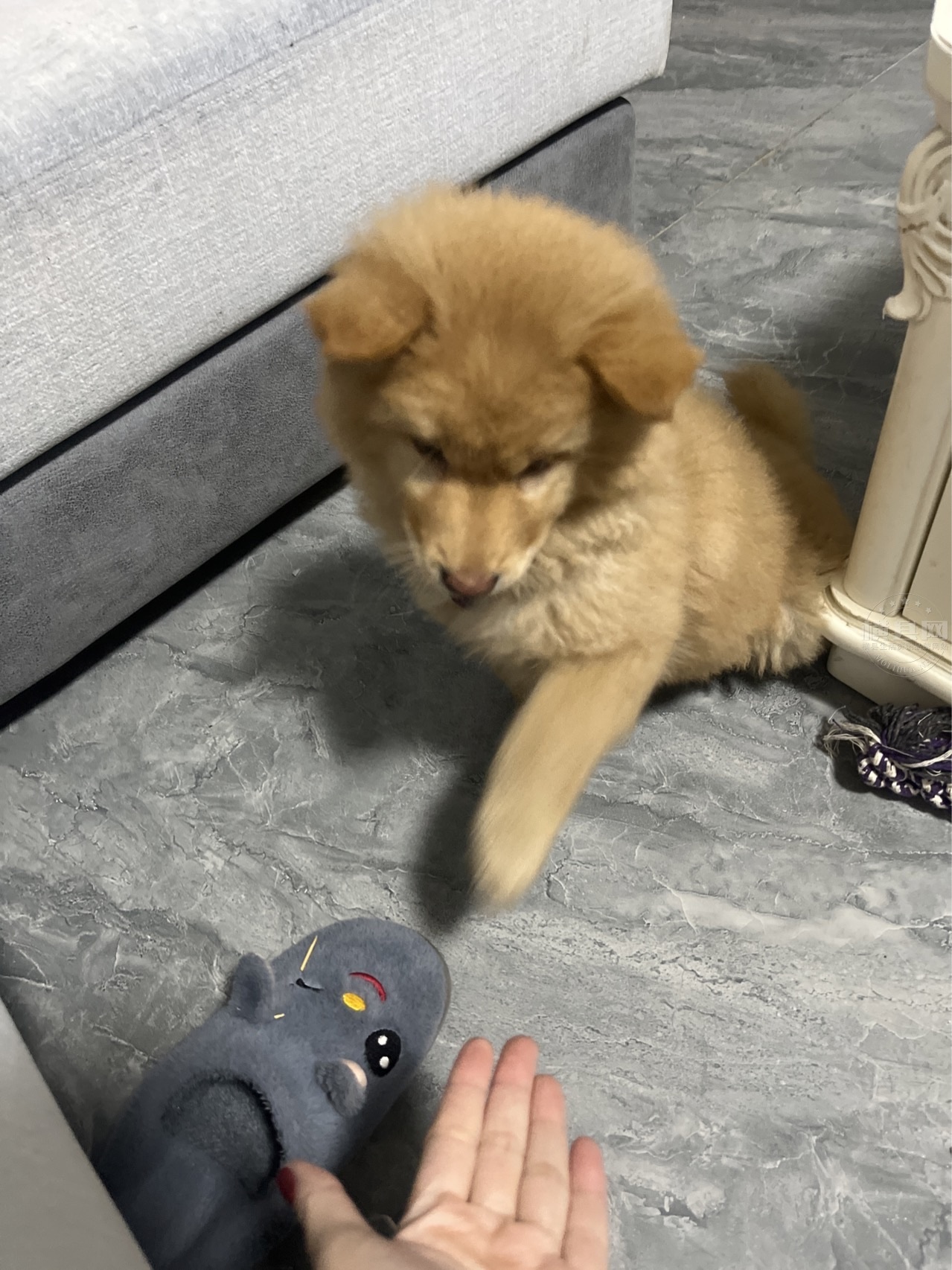 wechat_upload170834776265d3517258da3