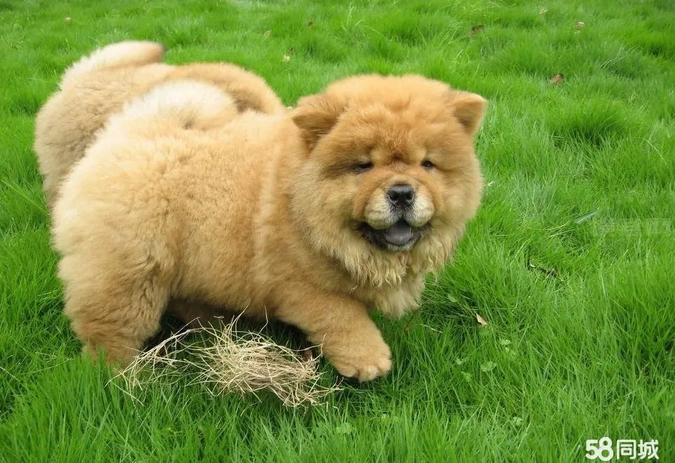 松狮幼犬