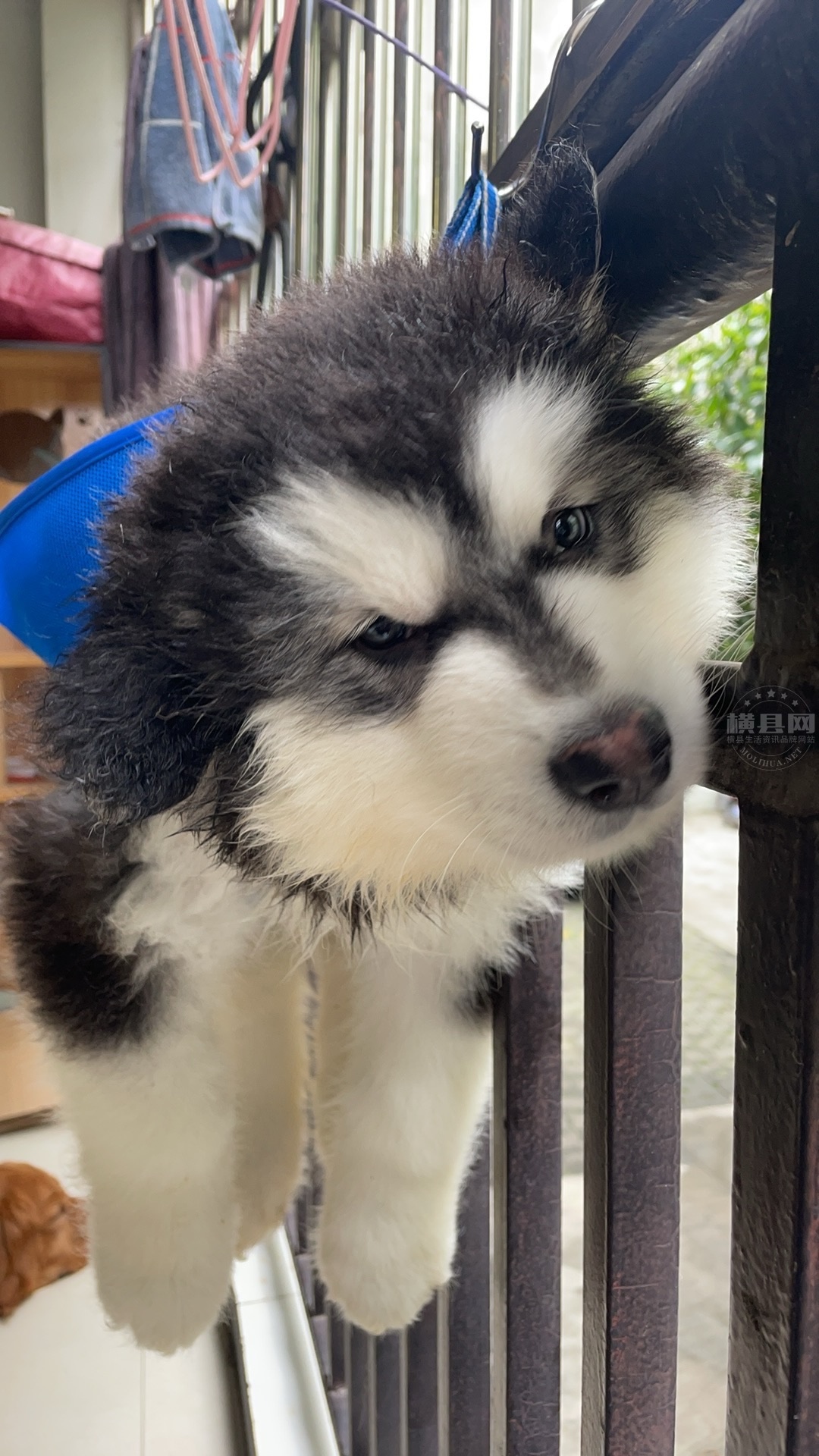wechat_upload170902122065dd9824cc442