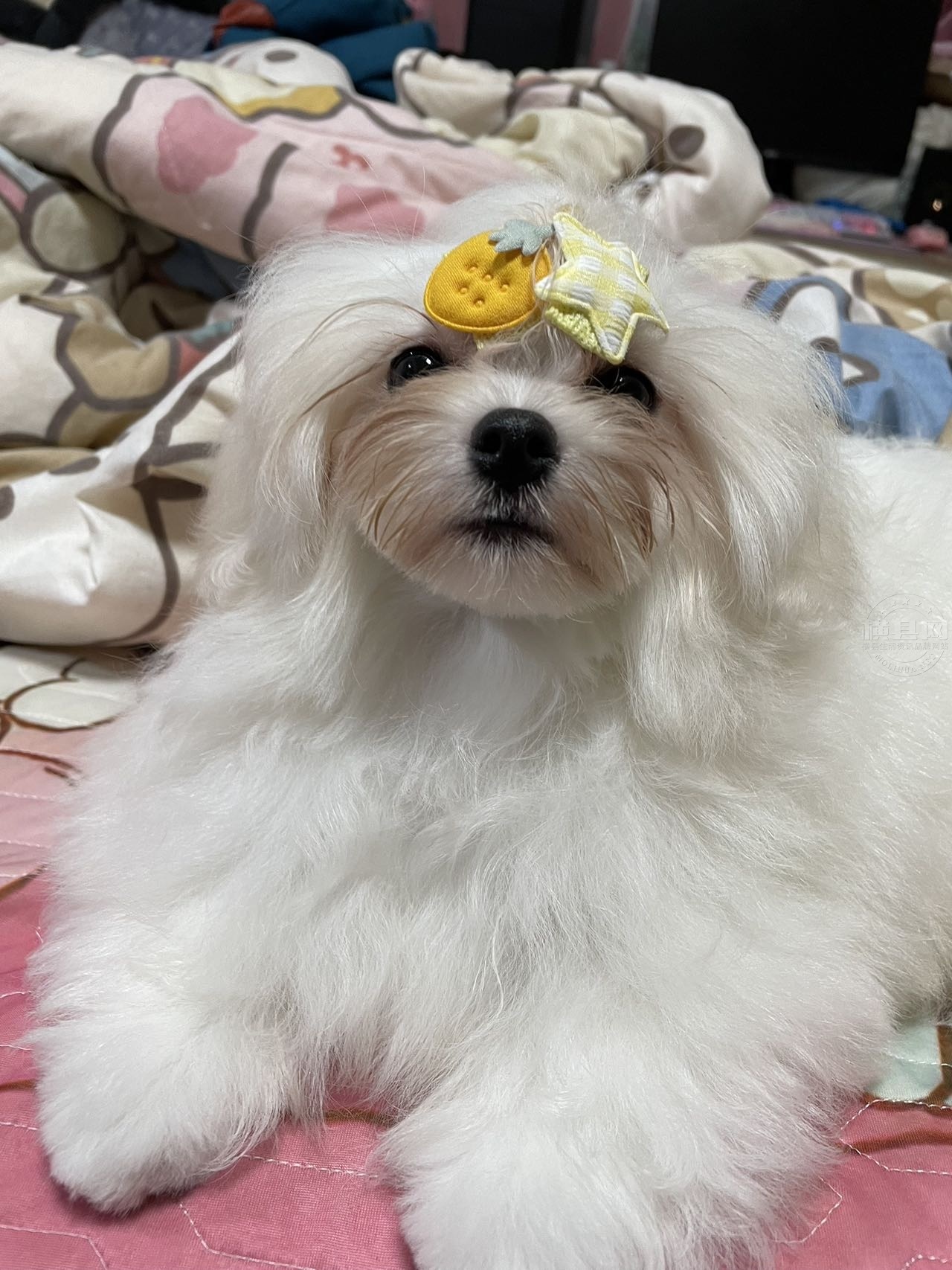 wechat_upload171143016966025a19c28fd