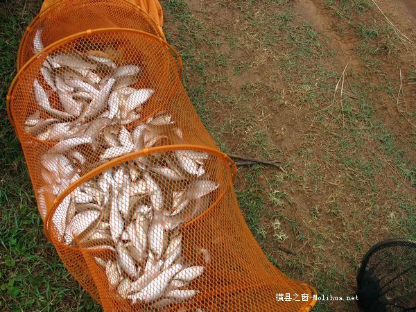今天乱拍的钓鱼图片`!`