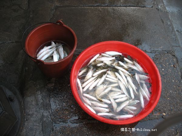 今天乱拍的钓鱼图片`!`