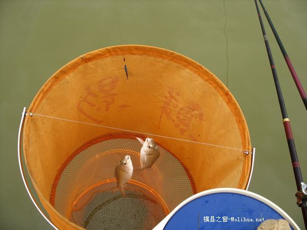 今天乱拍的钓鱼图片`!`