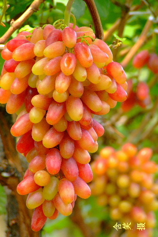 DSCF2656.JPG