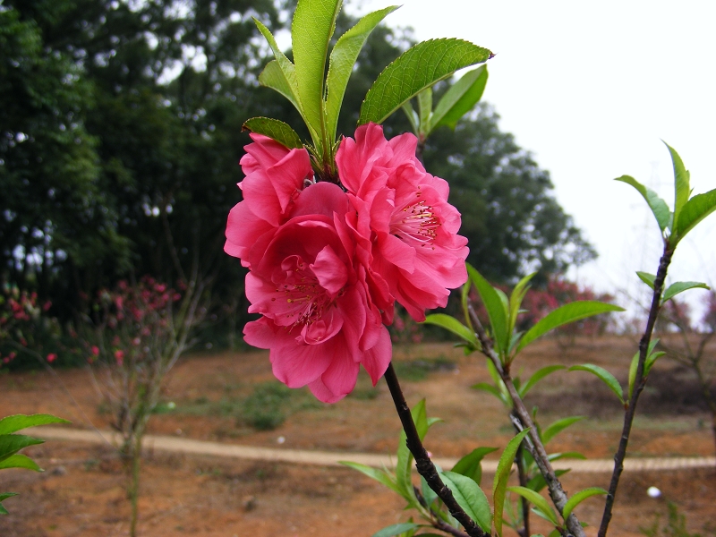DSCF9093.JPG