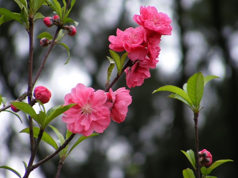 DSCF9098.JPG