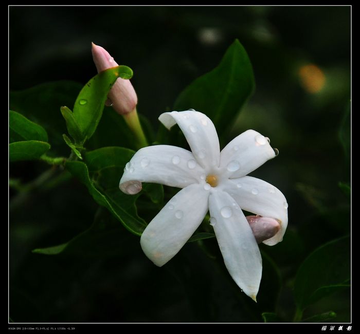 DSC_2370.jpg