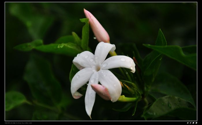 DSC_2372.jpg