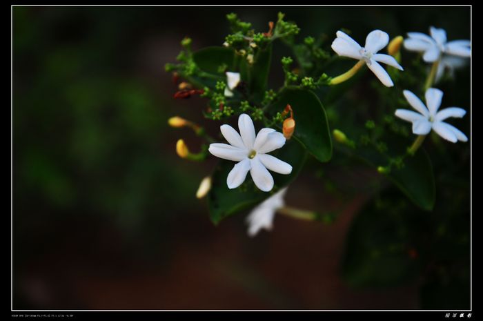 DSC_2394.jpg