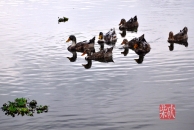 龙池湖鸭