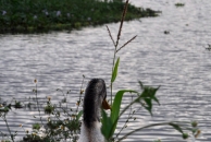 龙池湖鸭