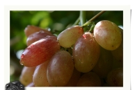 『Grape』葡萄甜